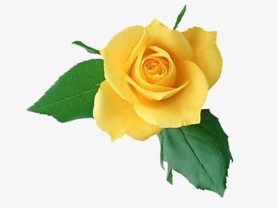 1974年10月15日下午15-17点出生性格、运势和命运