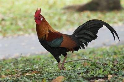 2025年属鸡的今年多大 属鸡的几岁