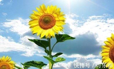 会为伴侣改变许多的星座 在爱情里他们付出很多