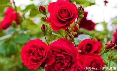 会努力抓住爱情的生肖 最终能收获幸福