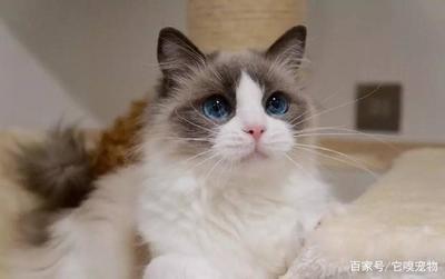 什么星座的人最蠢 哪个星座的人最蠢