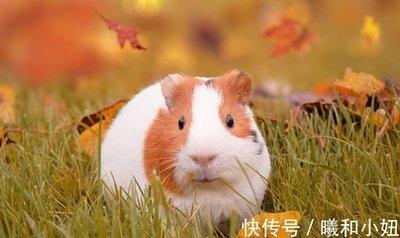 2025年属鼠几月出生好 运势好不好