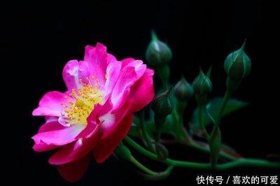 10月里桃花特别旺的生肖 能收获幸福的爱情哦