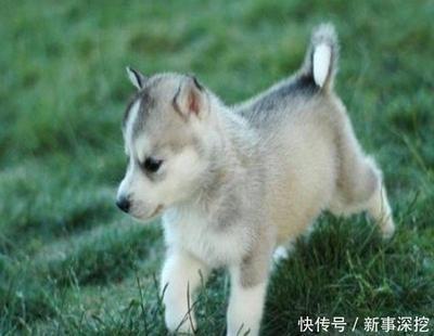 会被欺负的是什么生肖 最容易欺负的人