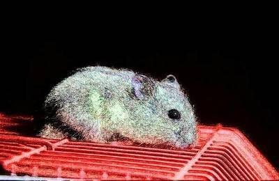 2025年属鼠本命年要注意什么事情