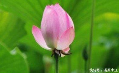 1985年5月23日下午13-15点出生性格、运势和命运