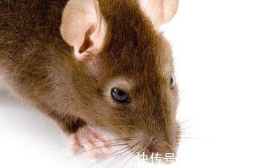 2025年属鼠的运程 今年属鼠人会遇到什么大事