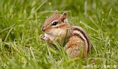 2025年属鼠的运程 今年属鼠人会遇到什么大事