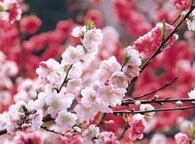 什么是烂桃花运八字看烂桃花的特征