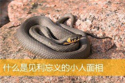什么是见利忘义的小人面相重视利益