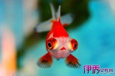 做梦梦见周公解梦梦见买鱼是什么意思