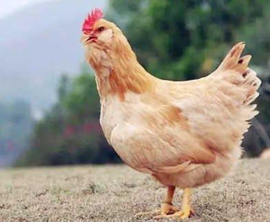 1981年出生属鸡的人命运解析大全