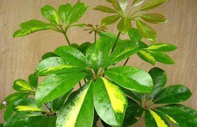 住宅中种植鹅掌柴 应该如何摆放