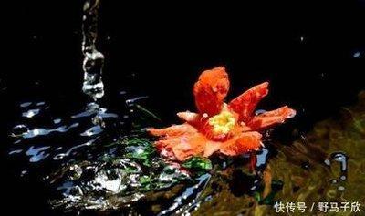 2003年11月25日晚上19-21点出生性格、运势和命运