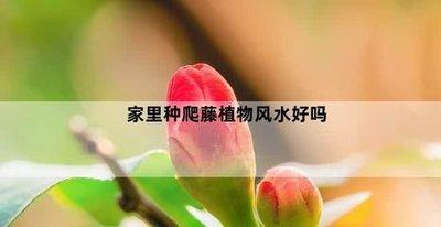 住宅外墙上爬满蔓藤植物对住宅风水好不好