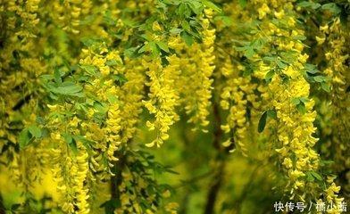12生肖中最没出息三个生肖好吃懒做