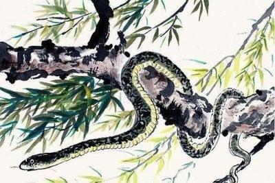 12生肖中蛇的朋友 哪几个生肖是属蛇人的贵人