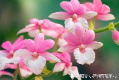 2025年得爱人帮助 财源滚滚 收入大增的生肖女