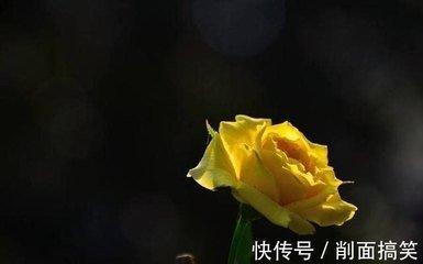 2025年必定结婚的生肖 蛇年结婚会幸福的生肖
