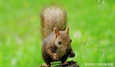 2025年必走好运生肖，2025年好运连连生肖