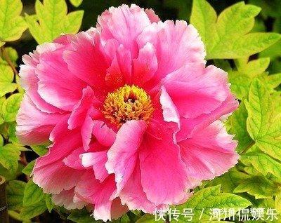 1971年3月21日下午15-17点出生性格、运势和命运