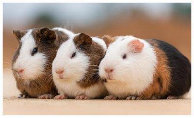 12生肖最聪明 聪明的生肖是你吗 12生肖最聪明 聪明的生肖是你吗