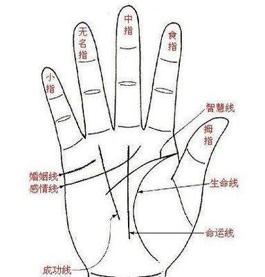 事业成功的人的手相特征看你有没有