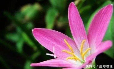 12生肖男的花心指数 最花心的生肖是什么
