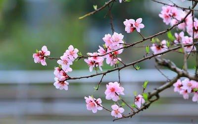 2025年招桃花的最佳方法 招桃花简单的方法