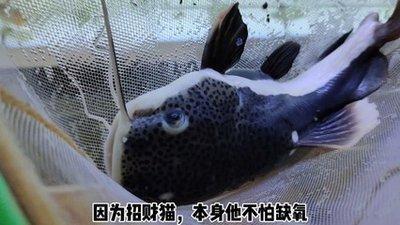 2025年招财猫摆放喜忌 不同的人注意什么