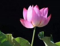 做梦梦见外表清丽脱俗的莲花是什么意思