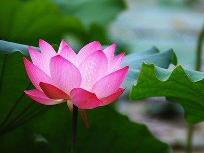 做梦梦见外表清丽脱俗的莲花是什么意思