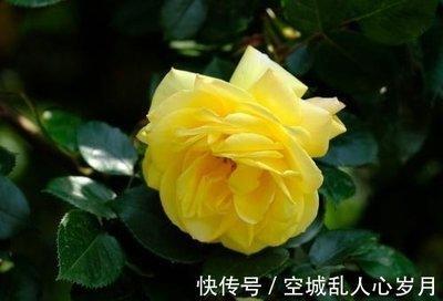 1987年属兔人最佳婚配属相是哪几个