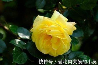 1987年属兔人最佳婚配属相是哪几个