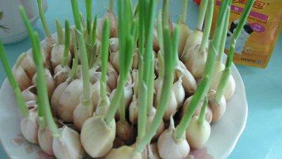 做梦梦见大蒜 蒜苗 蒜头是什么意思