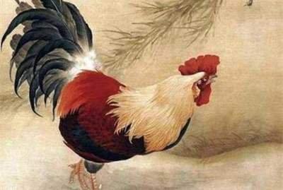 2005年出生属鸡人的运程好不好