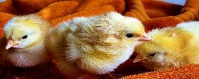 2005年出生属鸡人的运程好不好