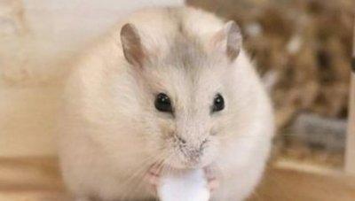 事业蒸蒸日上钱财滚滚而来的3个生肖男是你吗