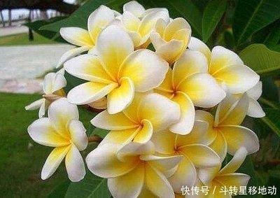 事业越来越稳固的生肖 什么生肖的人事业越来越好
