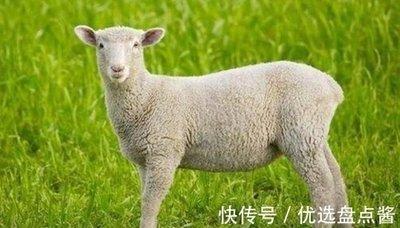 事业越来越稳固的生肖 什么生肖的人事业越来越好
