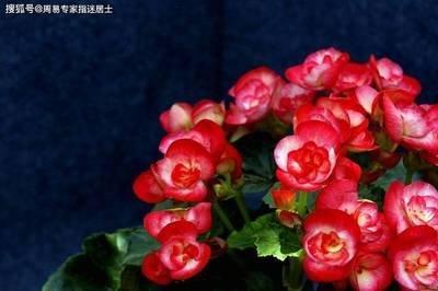 1987年属兔的跟什么配 属兔人与什么生肖很配 1987年属兔的跟什么配 属兔人与什么生肖很配