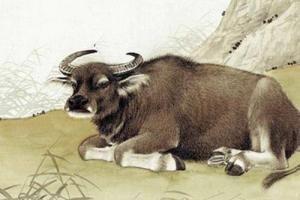 1985年的属相命运 1985年的属牛人运势怎样 1985年的属相命运 1985年的属牛人运势怎样