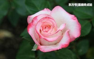 1982年12月29日晚上21-23点出生性格、运势和命运
