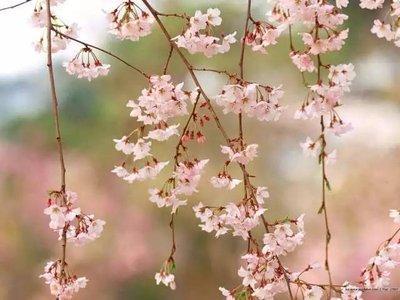 2025年春分节气适合出殡吗春捂秋冻捂什么