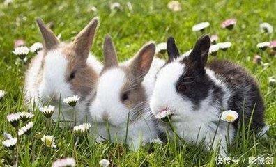 1986年10月1日晚上19-21点出生性格、运势和命运