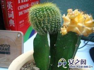 二手房装修知识：家中顺手可拈的风水宝物逐一看