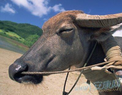 2009年出生是什么命 09年出生的属牛会幸福吗