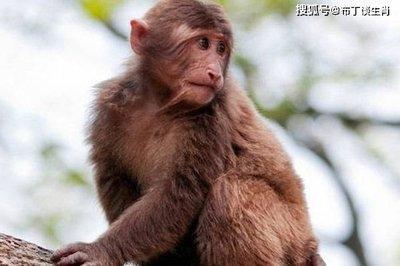 二月生属猴人的命运 属猴人是几月出生才好