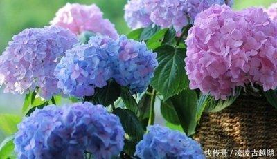 1982年1月20日晚上21-23点出生性格、运势和命运