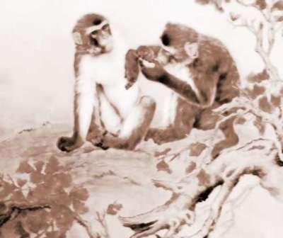 1956年属猴是什么命,1956年出生人的命运